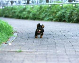 Miniature Dachshund Puppies Wallpaper Puppy