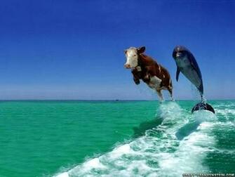 Cool Wallpaper Funny Animal