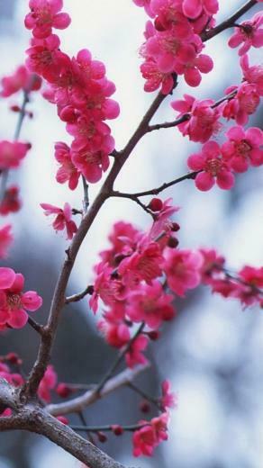 Flower Wallpaper For iPhone Plus