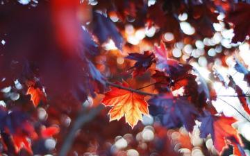 Autumn Wallpaper