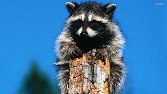 Raccoon Computer Wallpaper Desktop Background Id