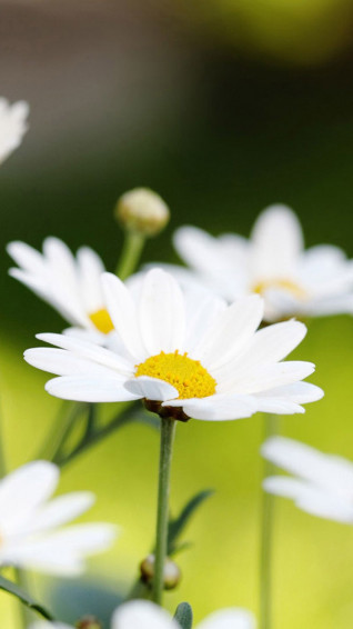 White Flower iPhone Wallpaper On