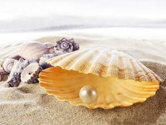 Pearl On Shells Wallpaper HD Wallpaperlepi