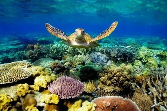 Great Barrier Reef Turtle Wallpaper HD