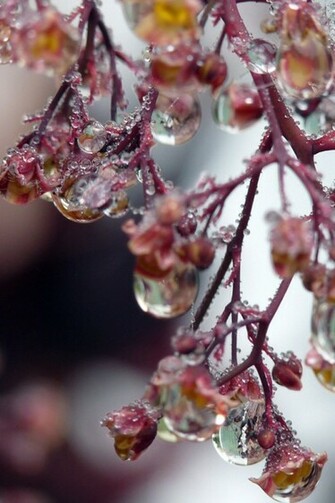 Spring Raindrops iPhone Wallpaper HD