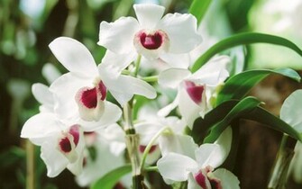 Flower Picture Orchid