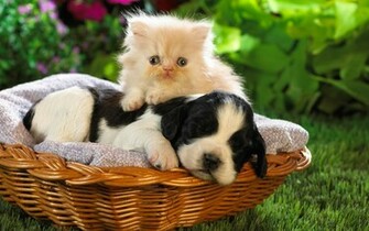 Baby Animal Pictures Cute Puppy Desktop Wallpaper