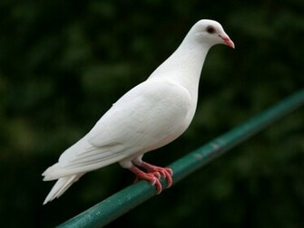 Dove HD Wallpaper Pictures Image Background Photos