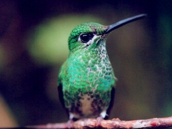Humming Bird Wallpaper Hummingbirds