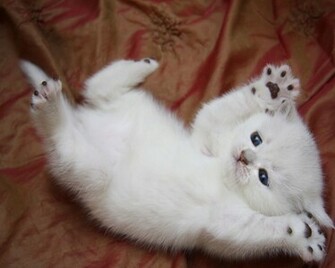 White Kitten Wallpaper