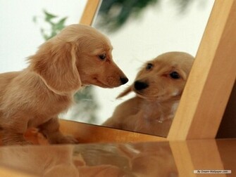 Mini Dachshund Wallpaper Dogs