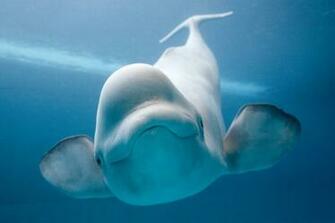 Whales Image Beluga Whale HD Wallpaper And Background Photos