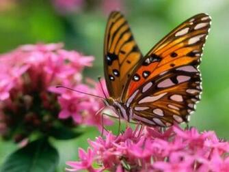 Background Computer Desktop Wallpaper Butterfly