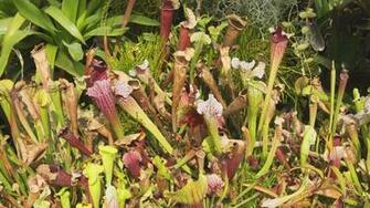 Video Sarracenia Predators Plant On A Sunny Day Close Up