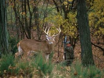 Bowhunter Drawing On White Tailed Deer Buck Nature Wallpaper Image