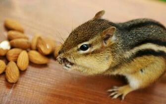 Baby Squirrels Pets Wallpaper HD Background