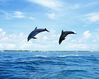 The Best Top Desktop Dolphin Wallpaper HD Dolphins Jpg