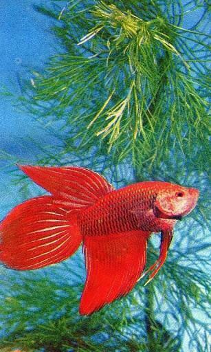 Fish Bettas Wallpaper For Android Appszoom
