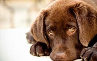 Labrador Puppy Wallpaper Animal