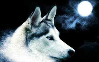 Wolf Wallpaper Wolves