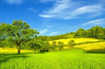Sunny Summer Day High Quality Wall Murals With Shipping