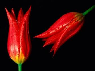 Flowers Wallpaper Red