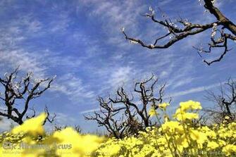 Flower Screen Savers The Expert Flowers Encyclopedia
