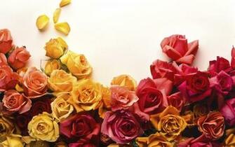 Cabbage Rose Wallpaper HD Net