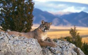 HD Cougar Wallpaper