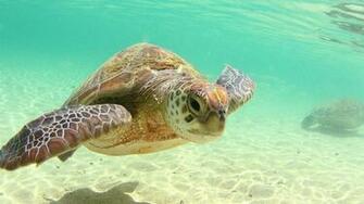 The Wallpaper Above Is Sea Turtle In Car Pictures