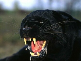 Panther Wallpaper Jpg