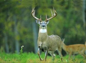Chital Deer Spotted Axis Htm Filesize 330k