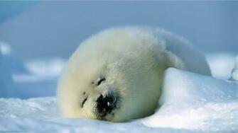 Desktop Background Cute Animals Image