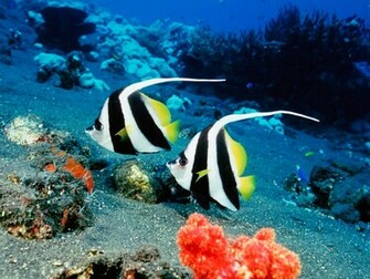 Beautiful Tropical Fish Pictures