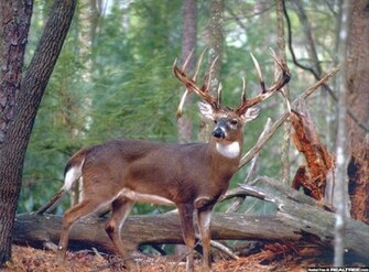 Monster Whitetail Bucks Wallpaper Find That Buck Fever Is