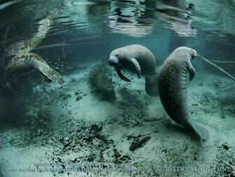 Manatee Wallpaper