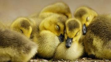 Duck High Quality Background Id For Full HD
