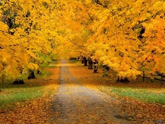 Flower Fall Wallpaper