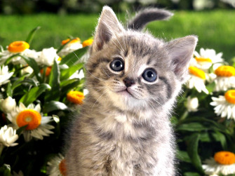 Cute Kitten Desktop Wallpaper