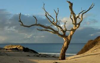 Theme Bin Archive Pakiri Tree HD Wallpaper