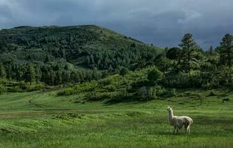 Wallpaper New Mexico Usa Hills Trees Lama Meadow