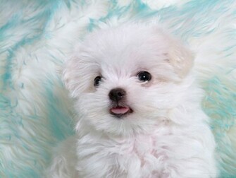 Cute Puppies HD Wallpaper