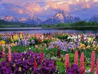 Wildflowers Wallpaper