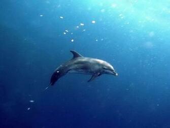 Dolphin Wallpaper For You All The Best