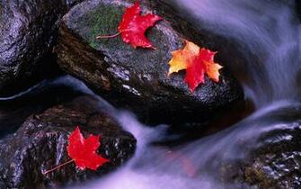 Click Select Set As Desktop Background Wallpaper World Canada