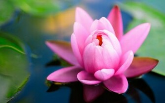Beautiful Pink Water Lily Wallpaper