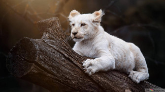 Baby Lion Wallpaper