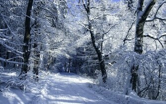 Snowy Forest Road Winter Wallpaper Stock