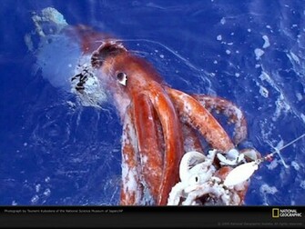 Giant Squid Picture Desktop Wallpaper