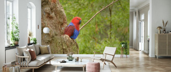 Eclectus Parrot Delightful Wall Mural Photowall